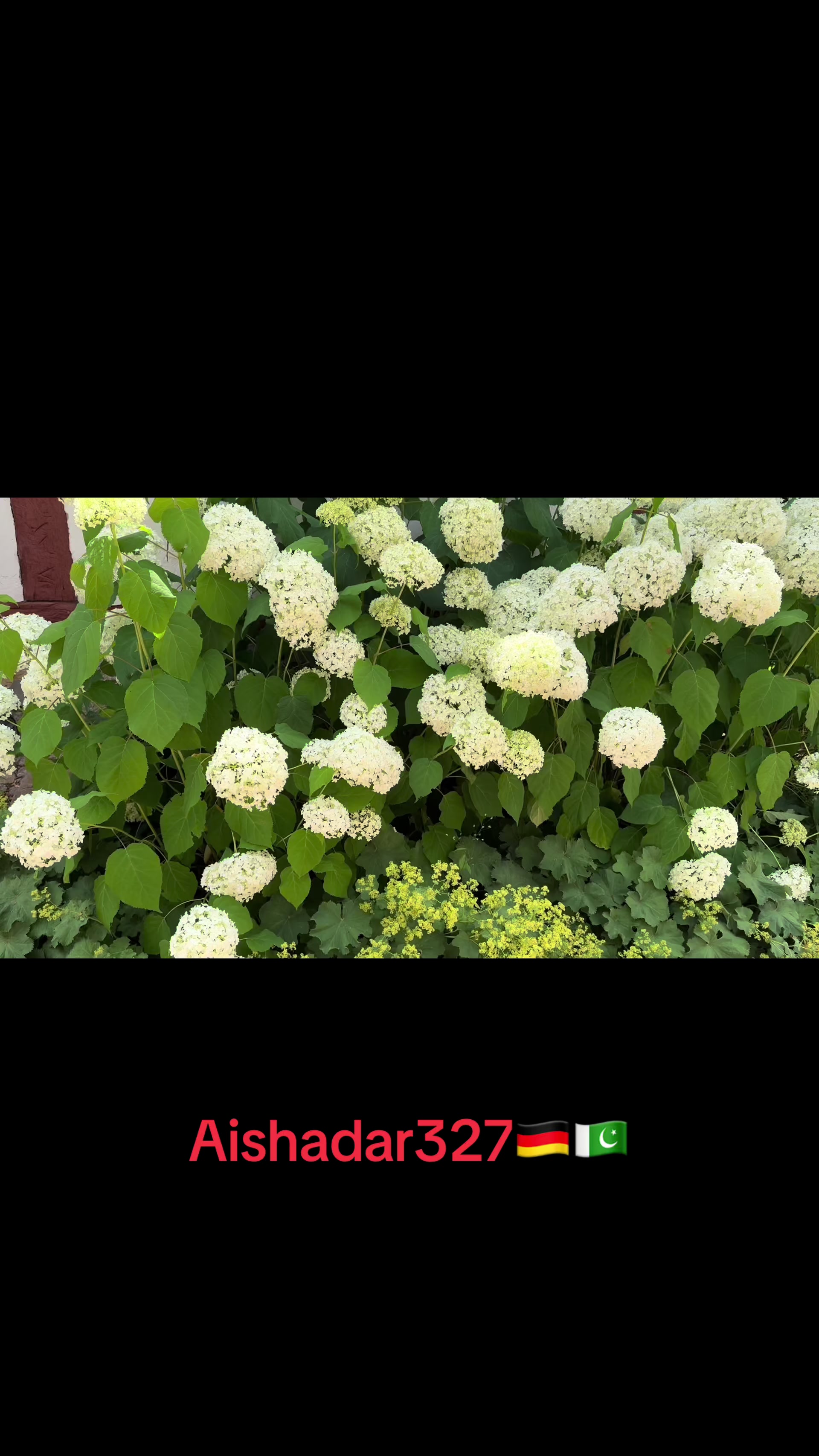 @Aishadar327🇩🇪🇵🇰