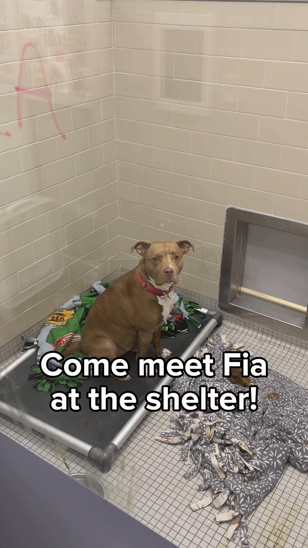 @Seattle Humane