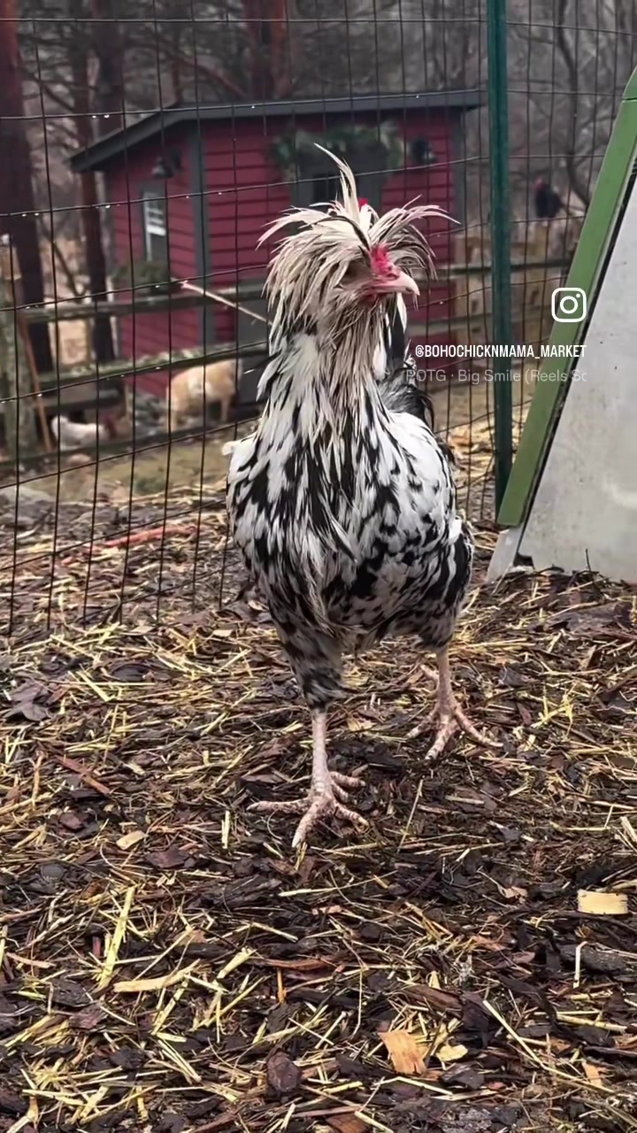 @CHICKTOK