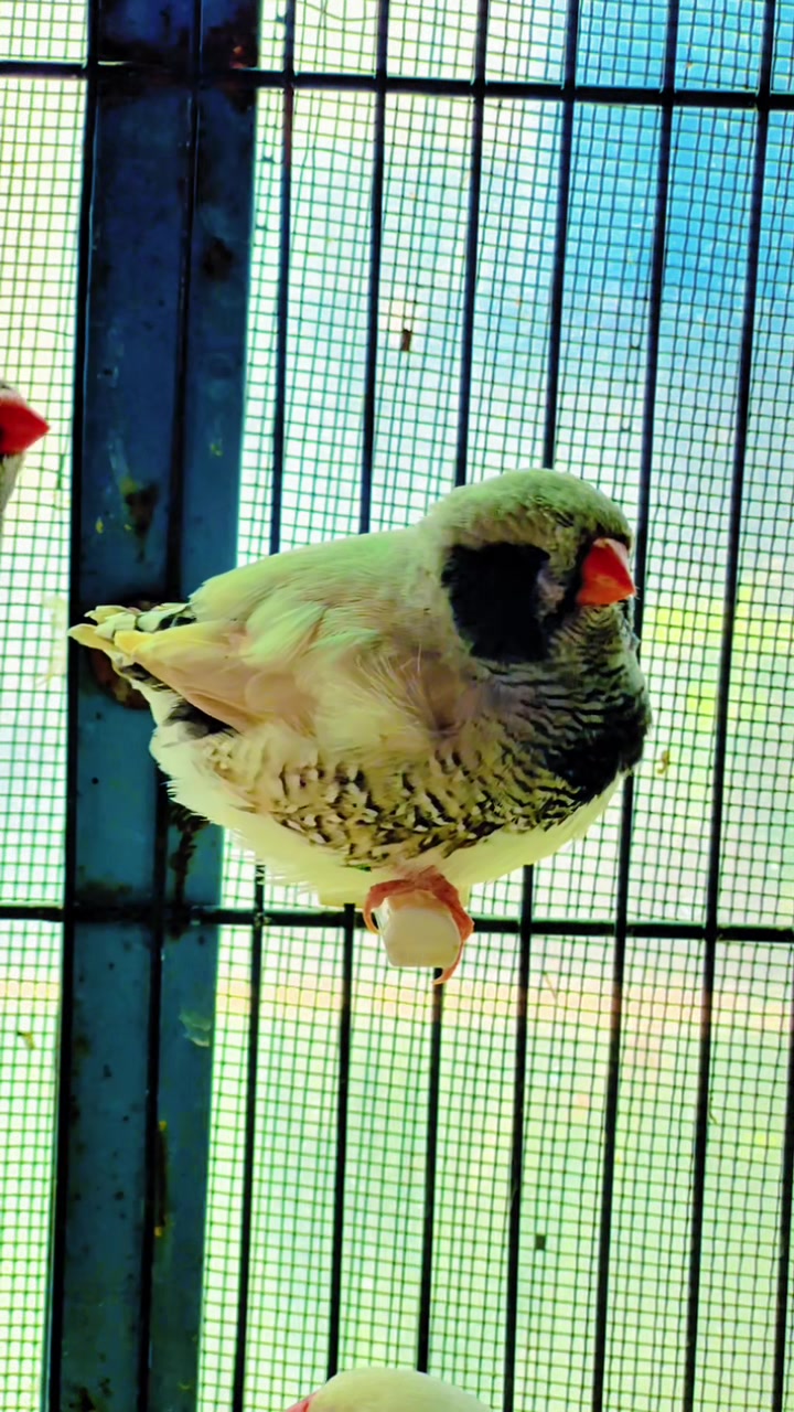 @Lala Aviary