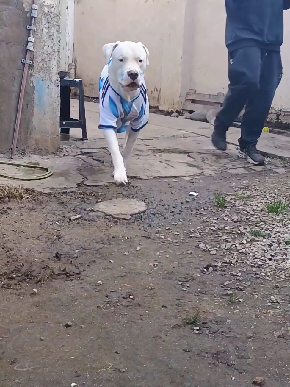 @Flor&Tango Dogo Argentino 🇦🇷
