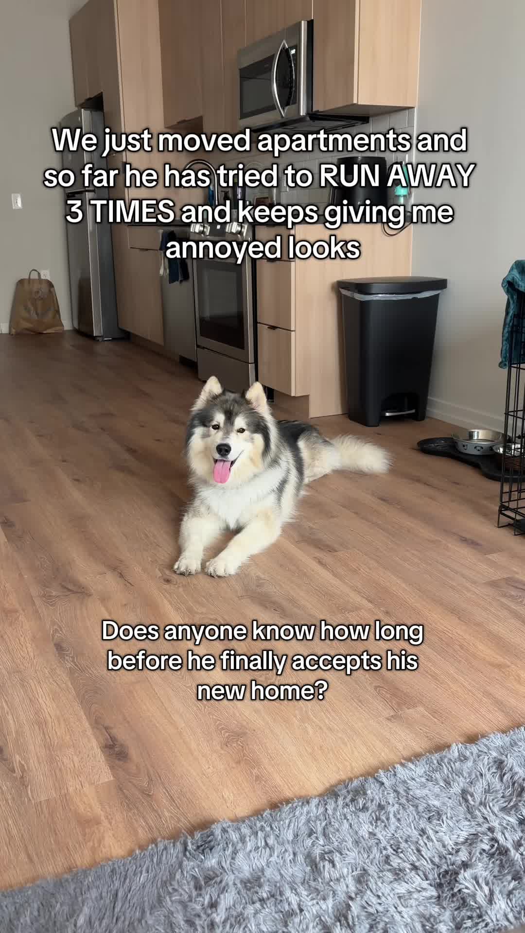 @Echo The Husky