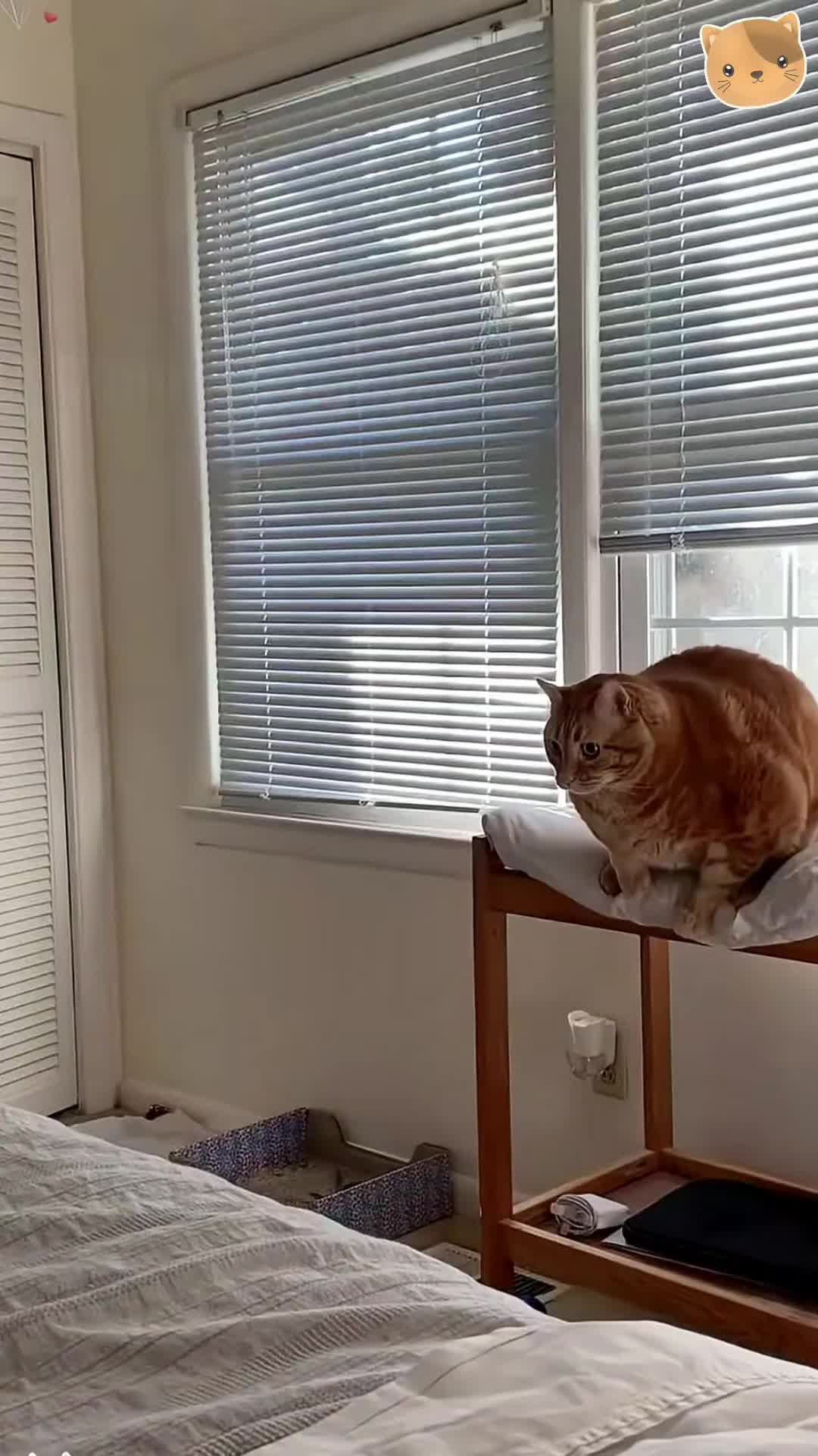 @Funny Cats 🐈
