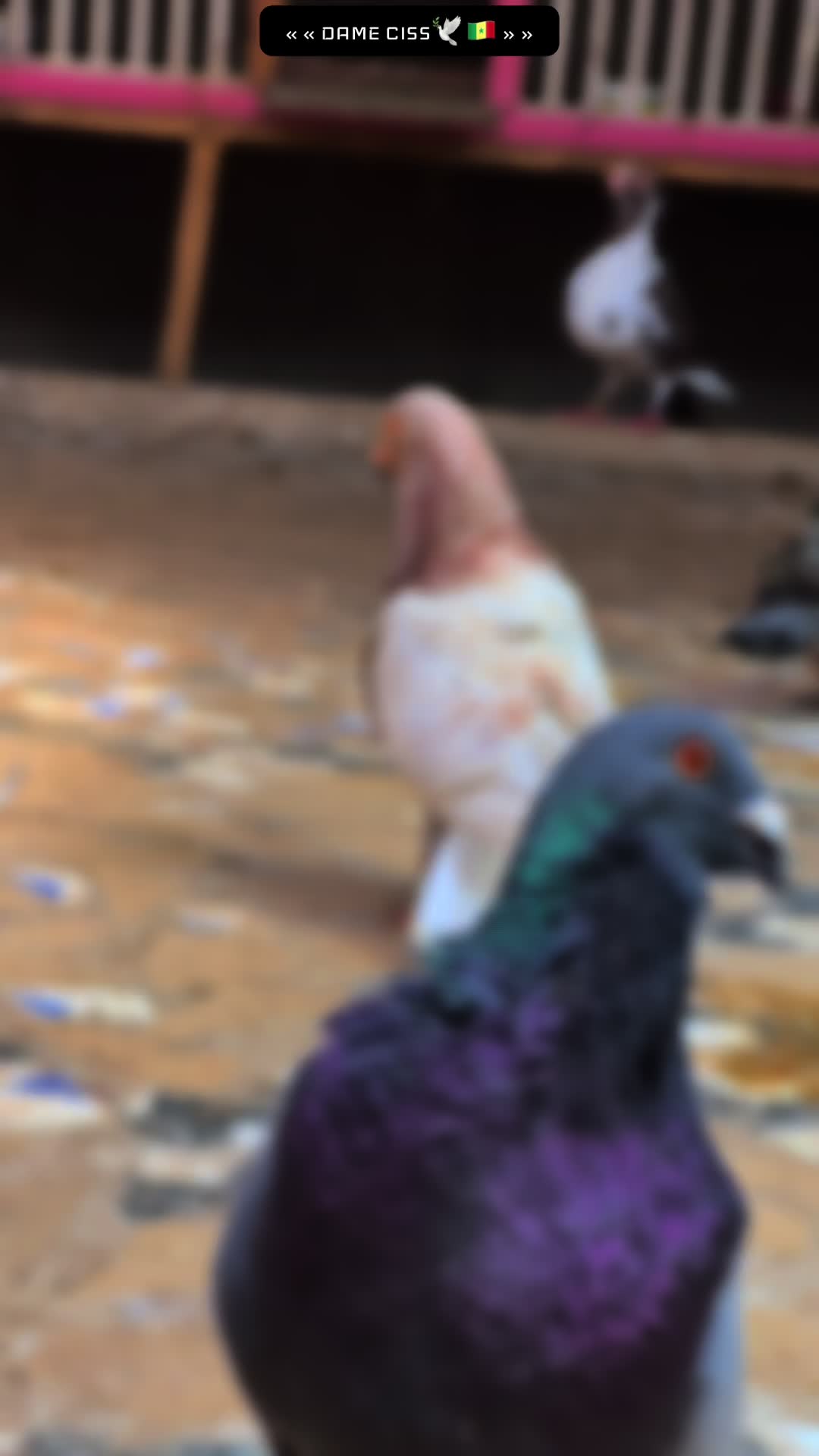 @DAME CISS🕊️🇸🇳