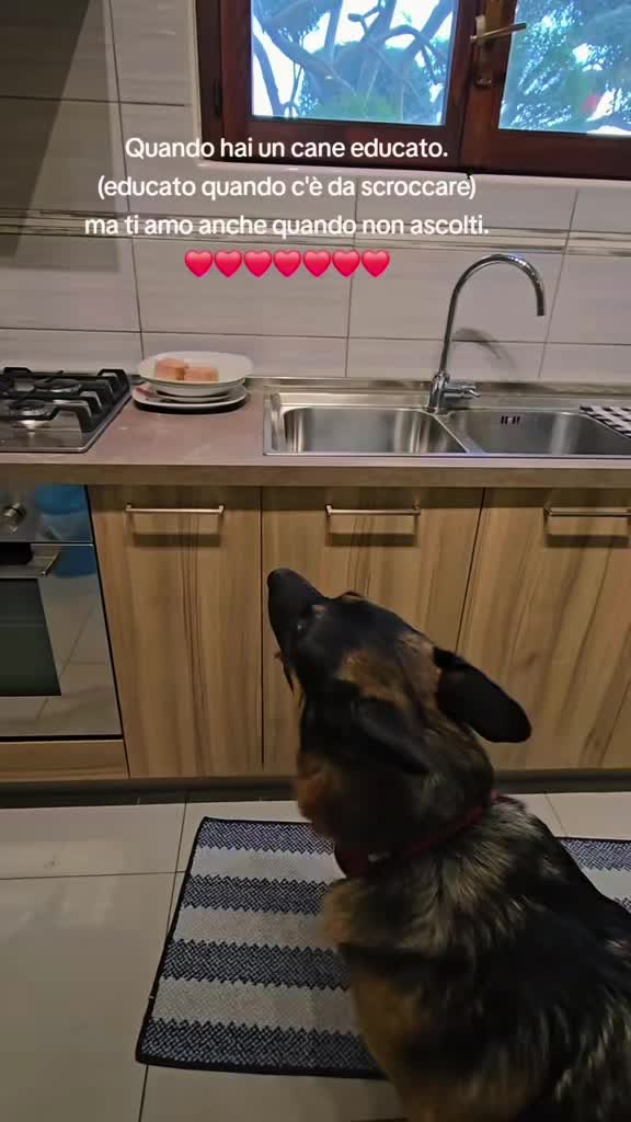 @⚜️🐾THOR&PICKY🐾⚜️