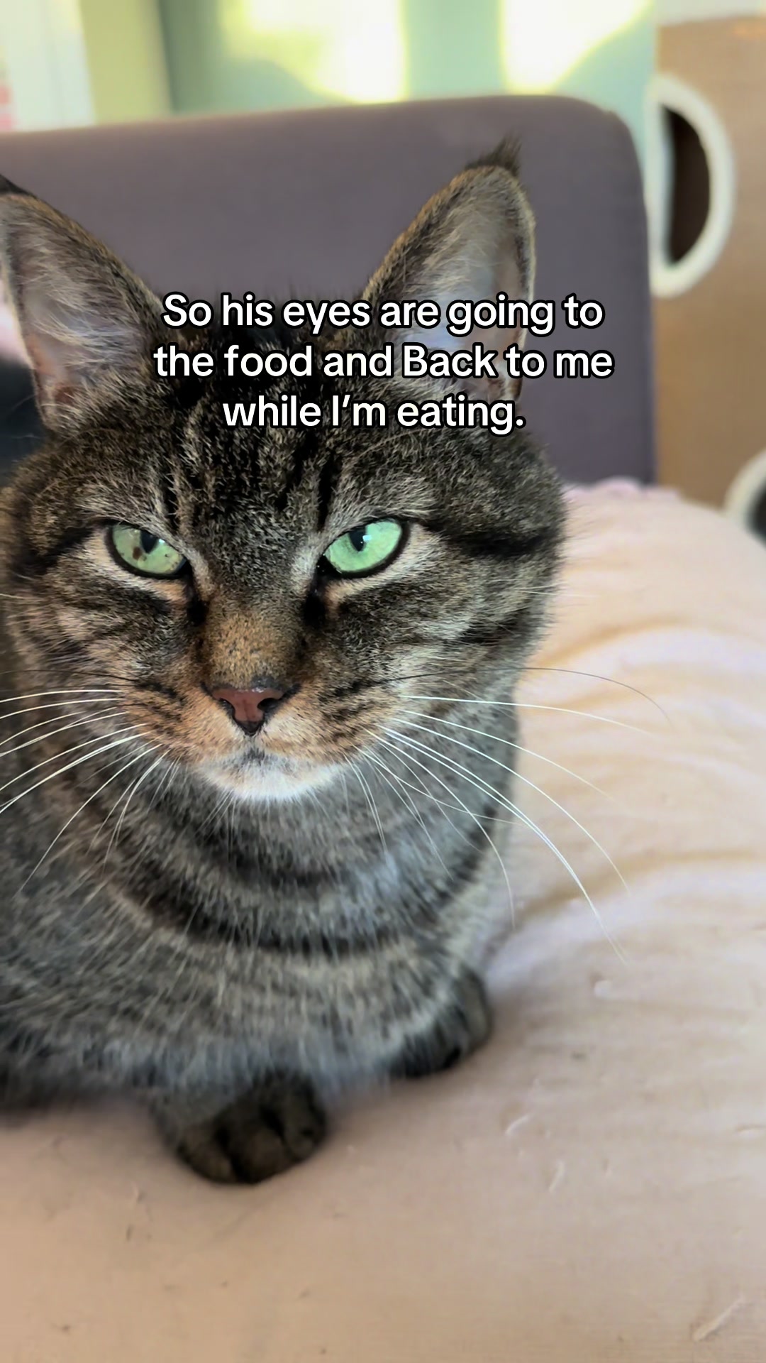@Joep_the_ rescuecat