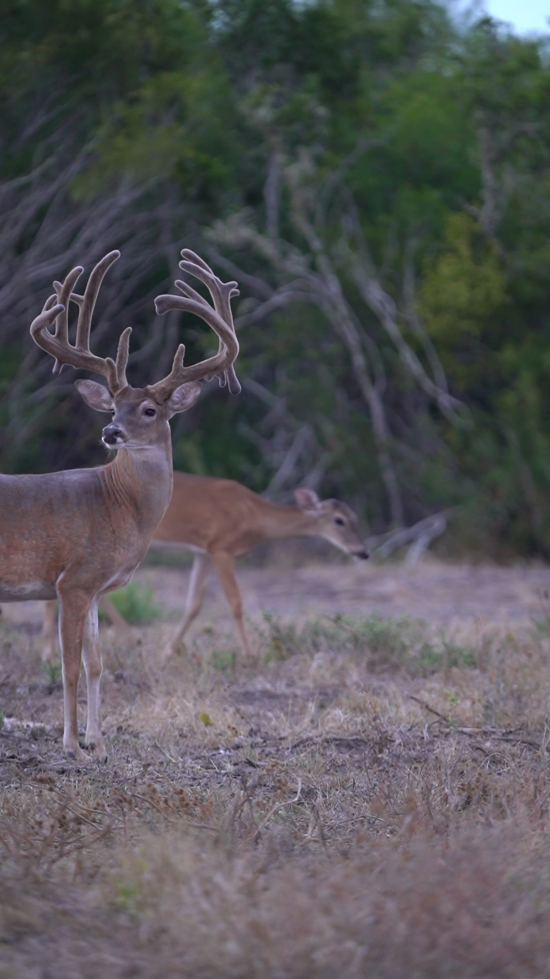 @South Texas Whitetails