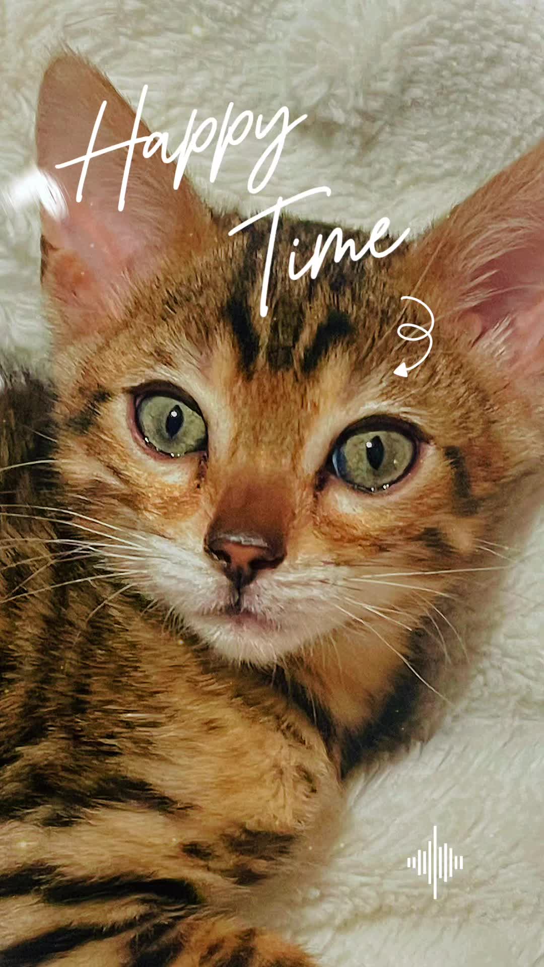@sweet4bambi♥️Bengalkitten