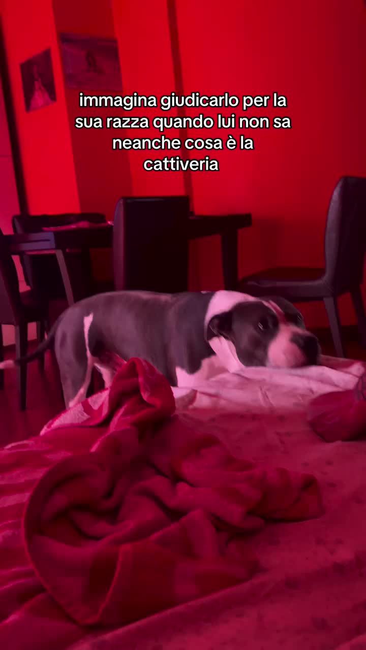 @CarmineofficiaL