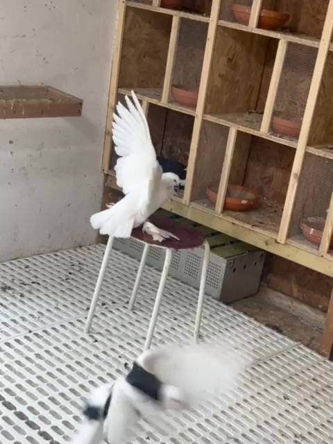 @Pigeon London