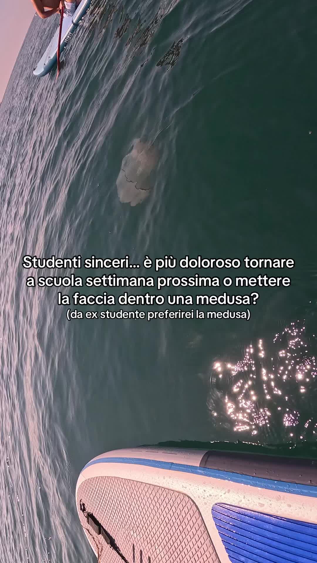 @gattinocattolico