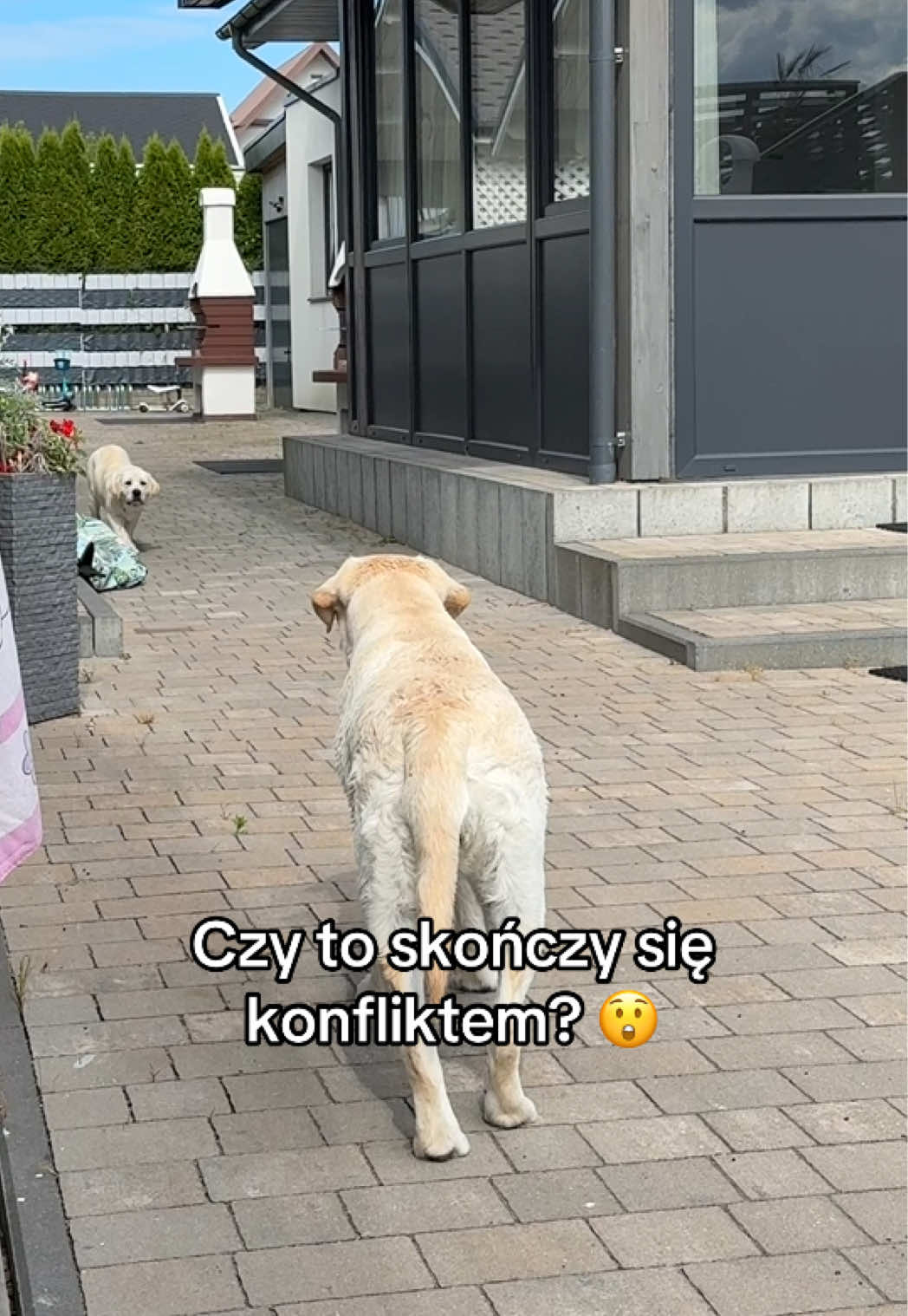 @Moonlife -Labrador Retriever