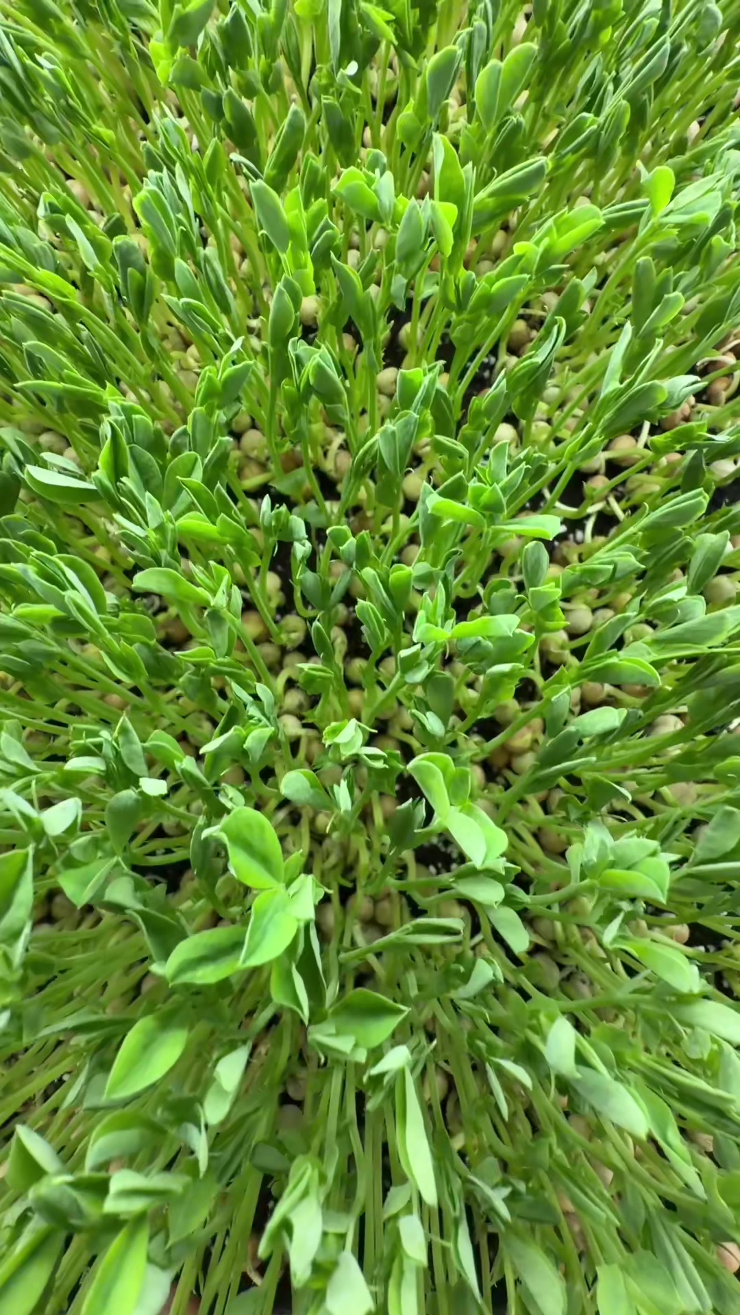 @Micos Micro Farm