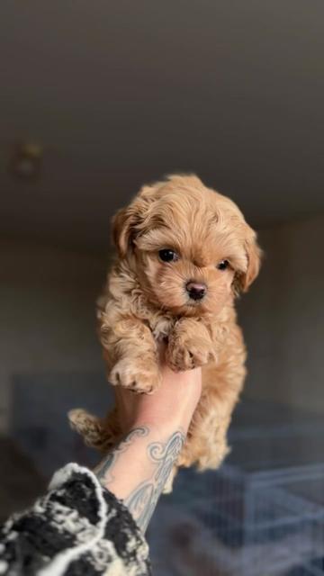 @kate_pomeranianl