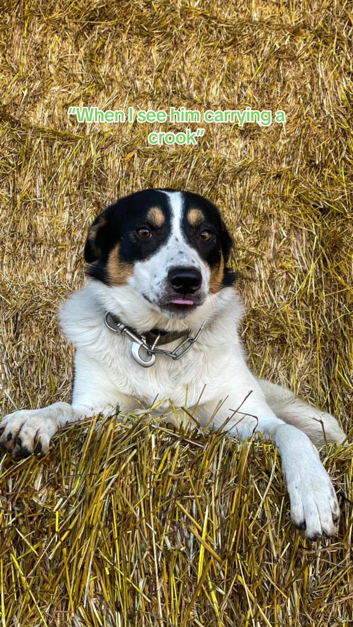 @Life in the Dog lane