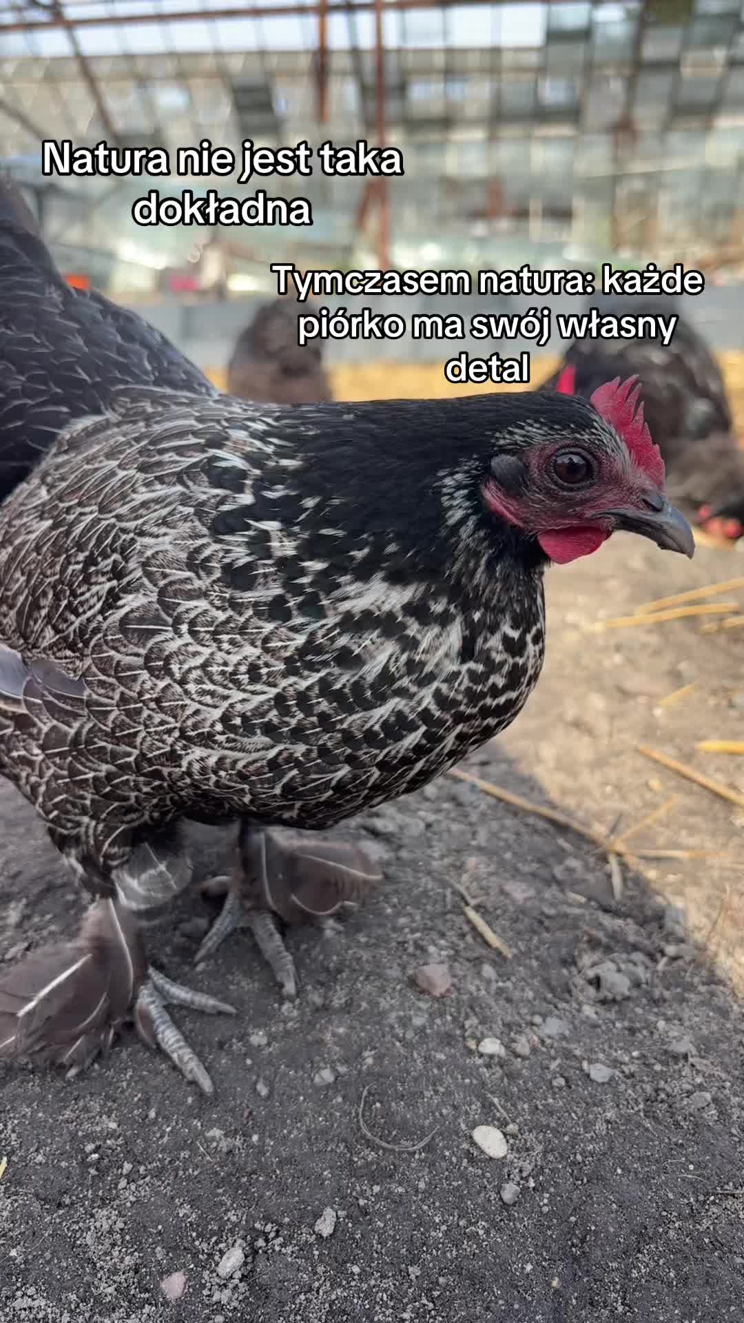 @hens🐔