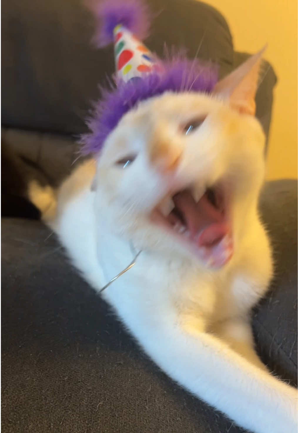 @FamiliarFEYpets