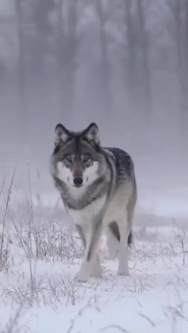 @Timberwolf2.0