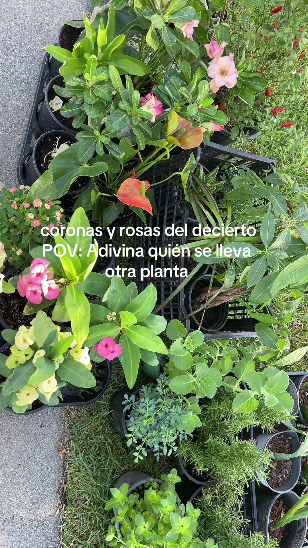 @Maria succulents 🕊️🐚