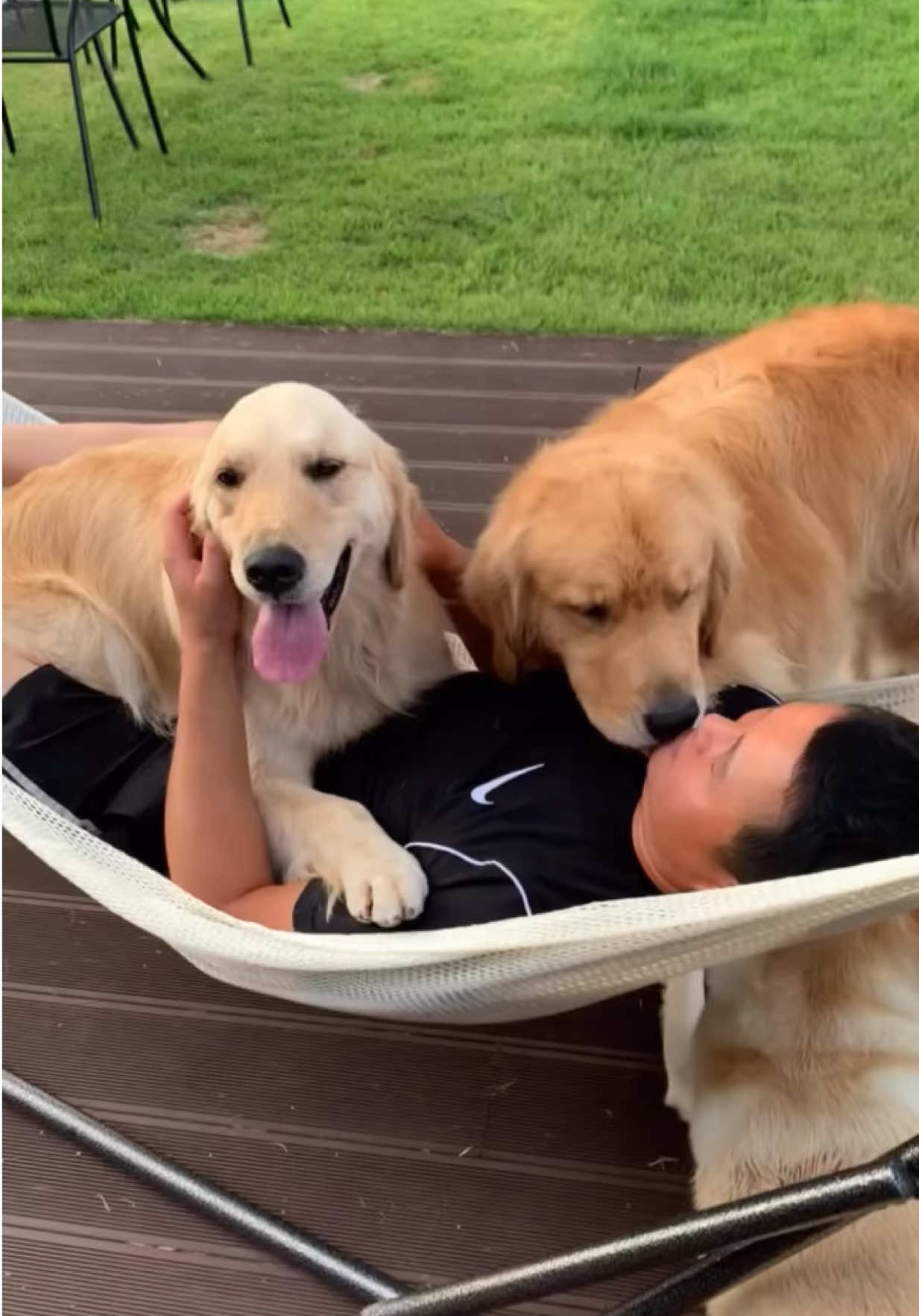 @kolom_golden_retrievers