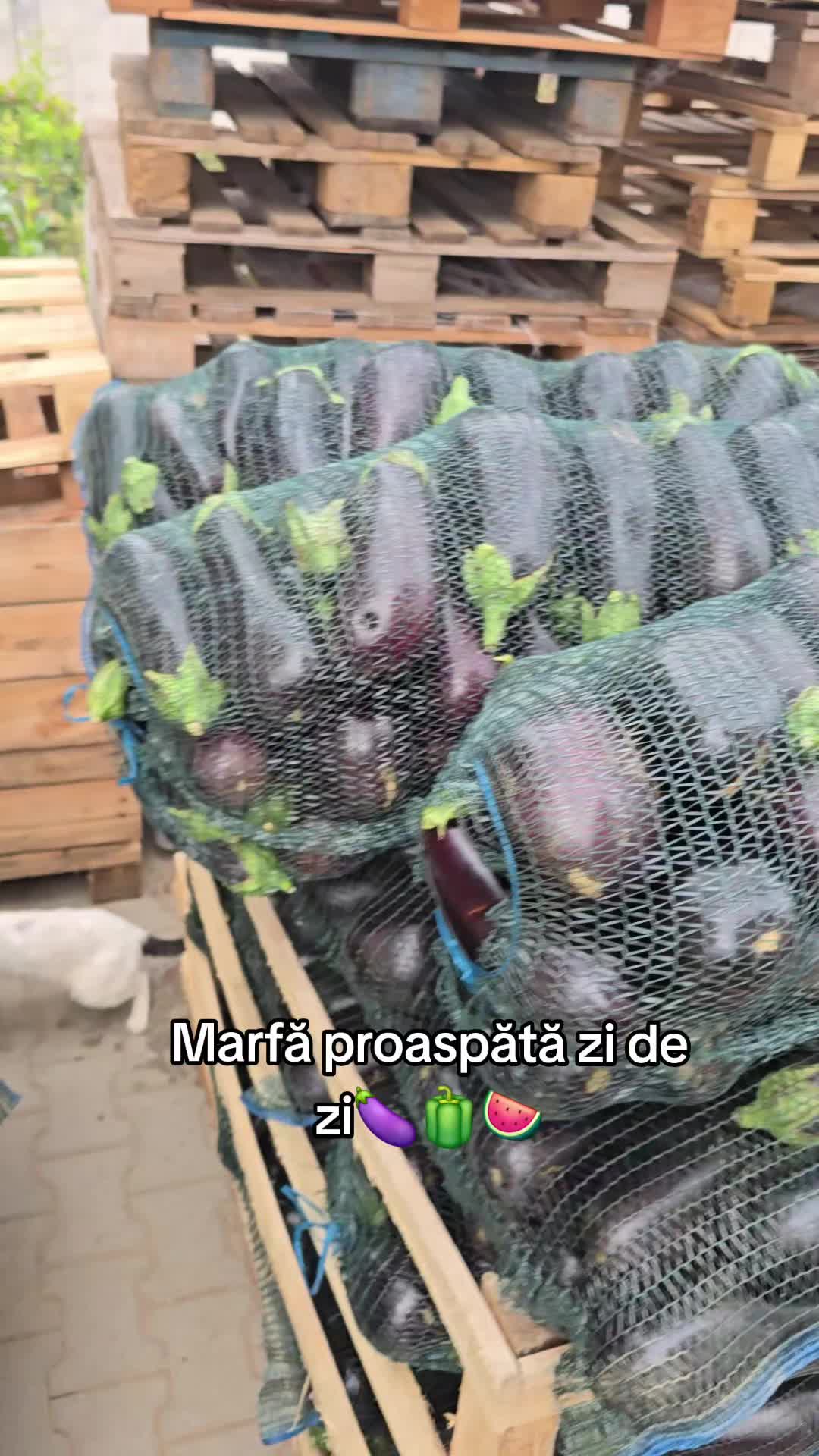 @Faze Farm