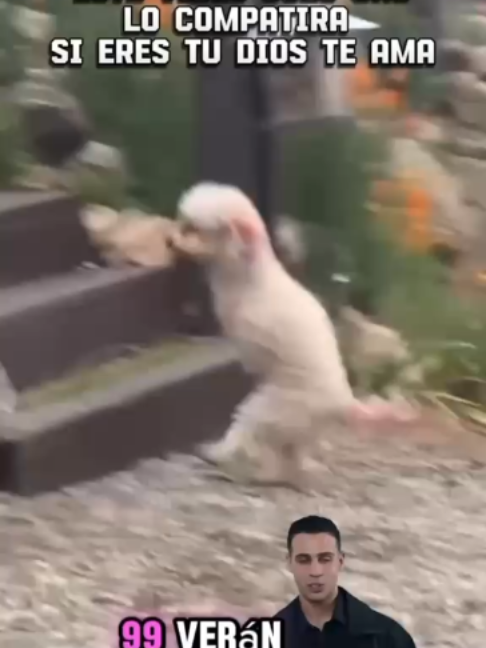 @Modoanimal