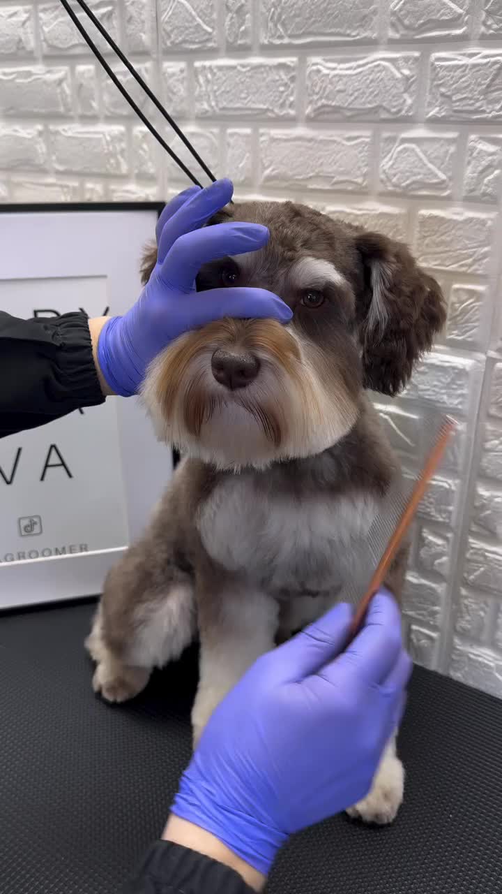 @DogGrooming101
