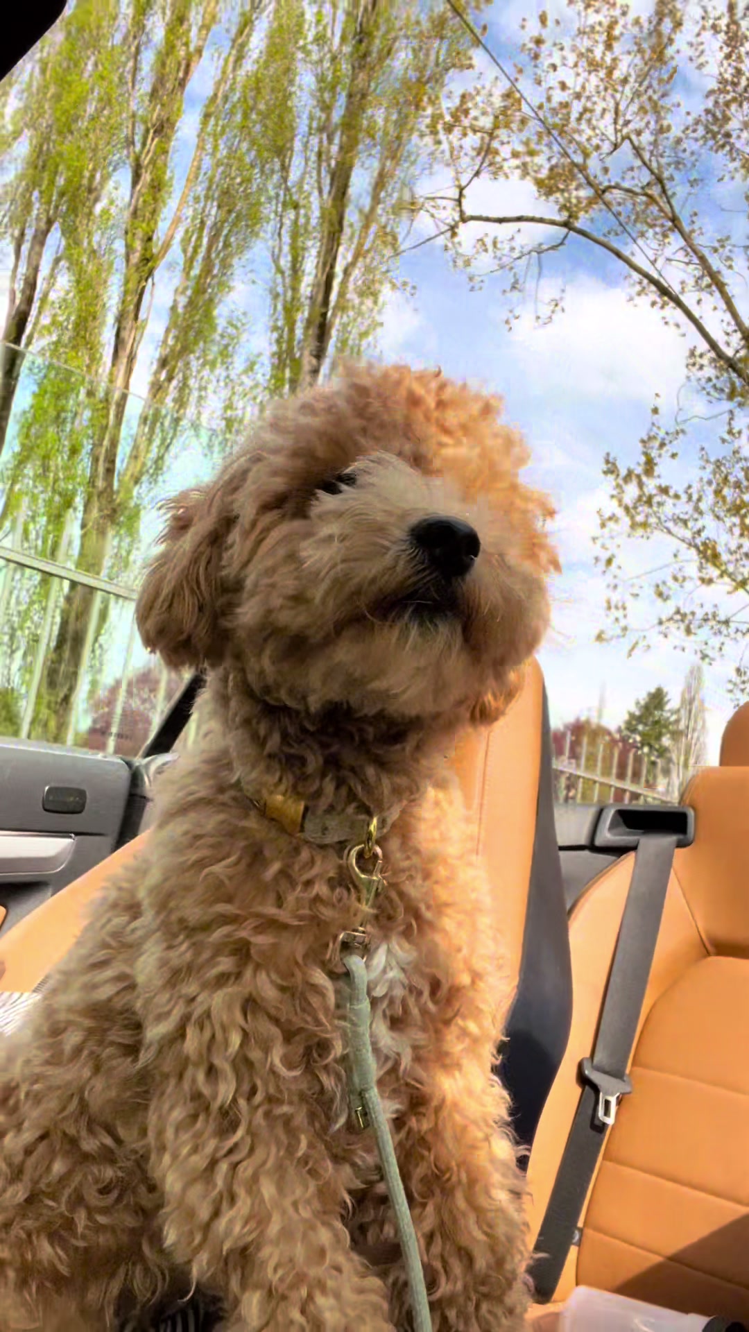 @dinothemaltipoo