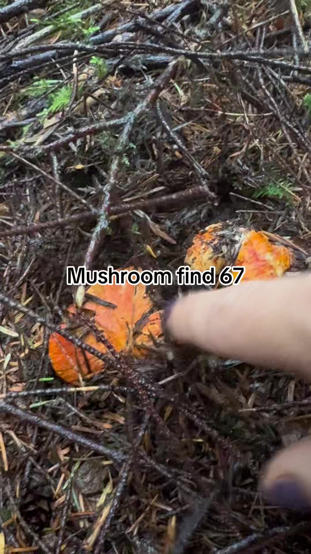 @Fungusamungus