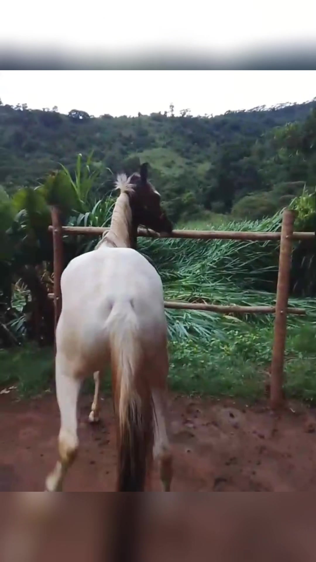 @Rancho beira mata🇧🇷🇺🇸