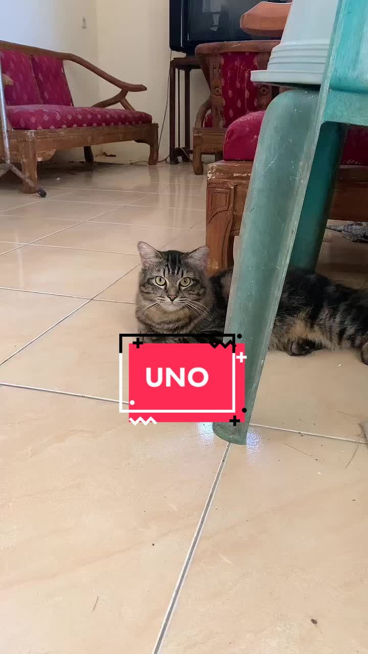 @unothemaincoon