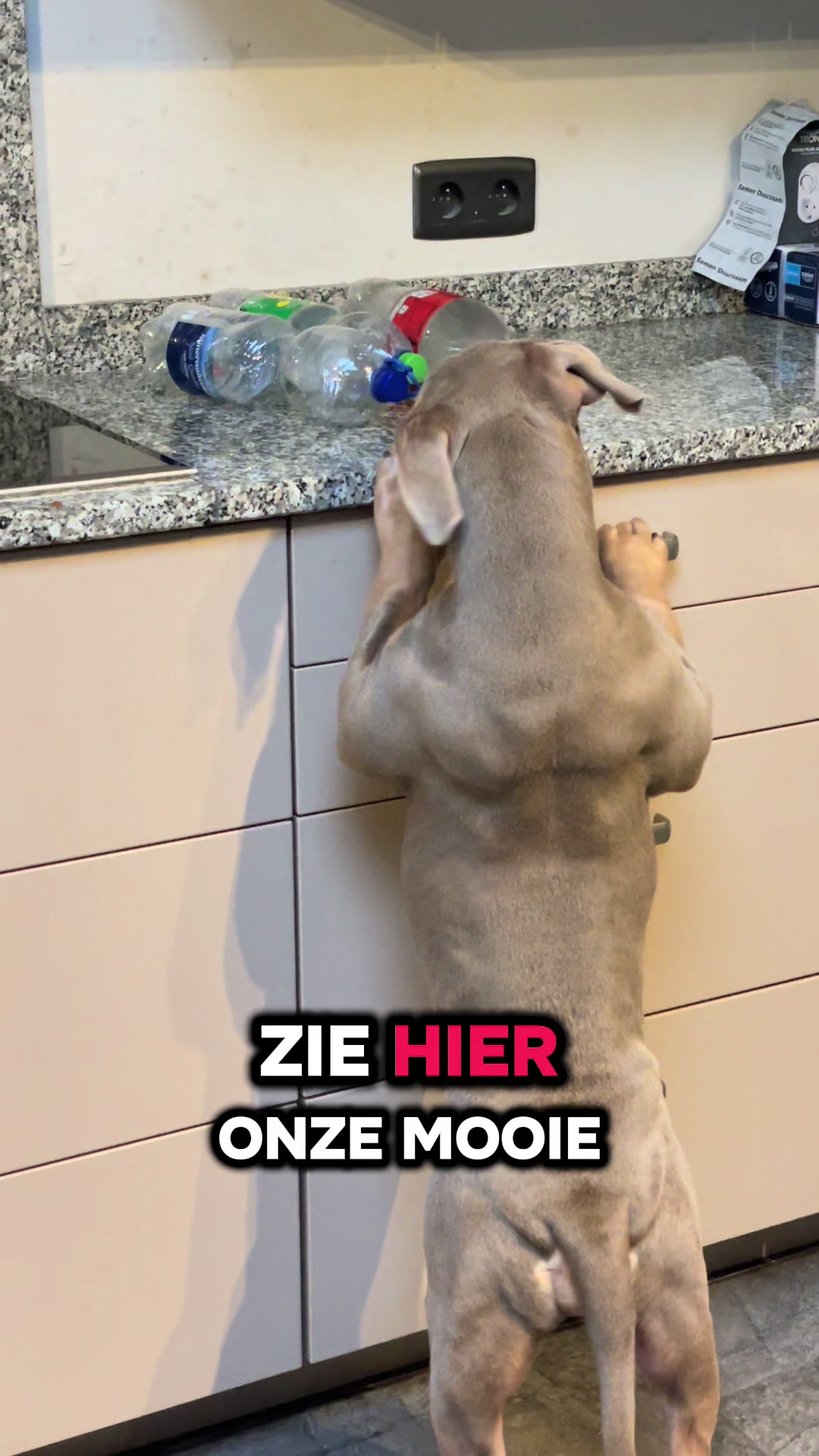 @bigdutchbullykennel