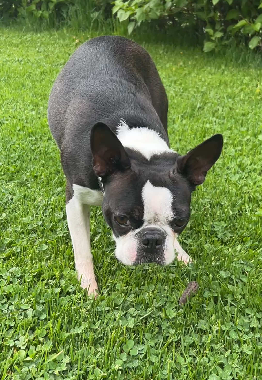 @Pipa 🐾 The Boston