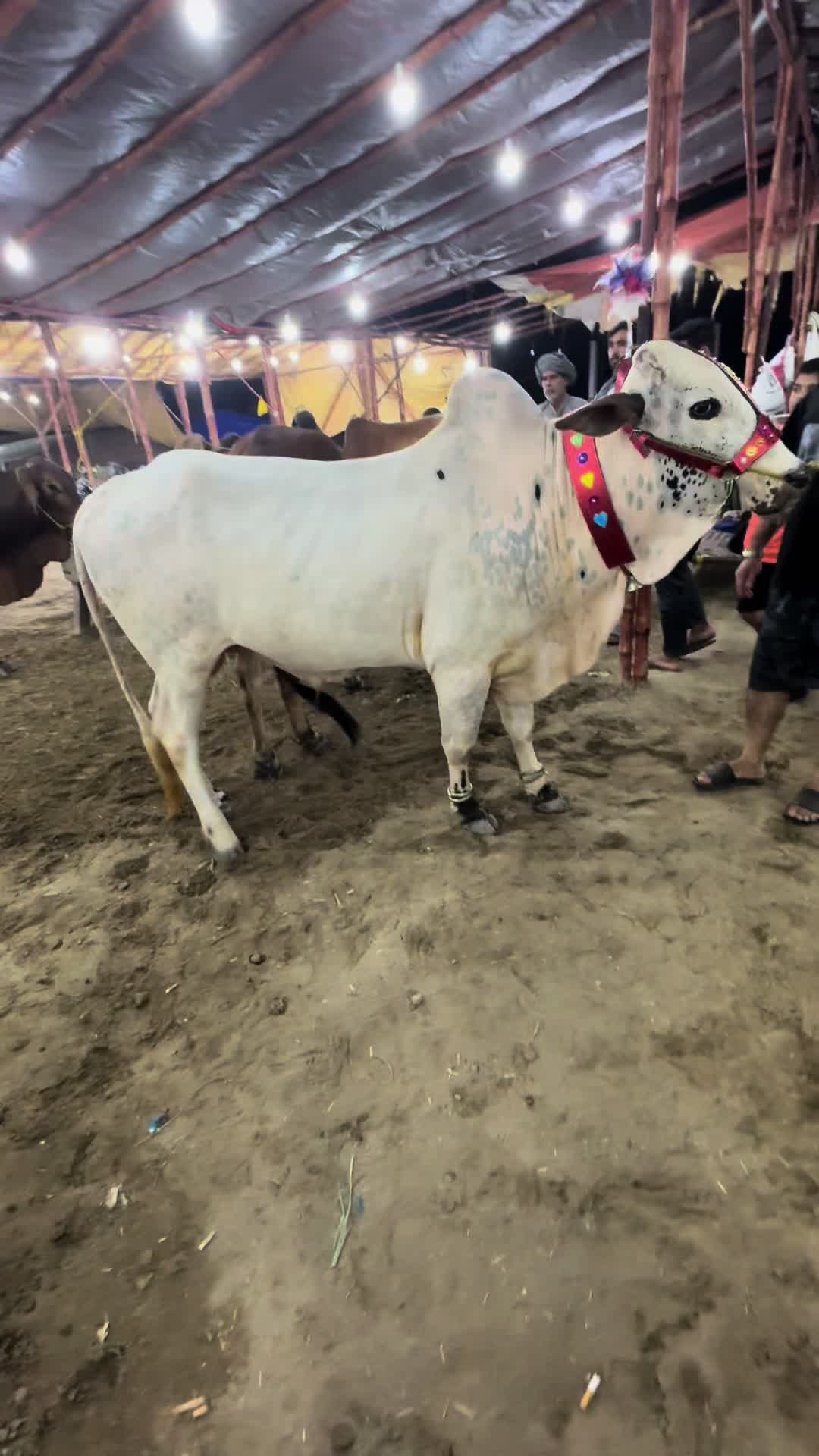 @Danish🇵🇰🇵🇸