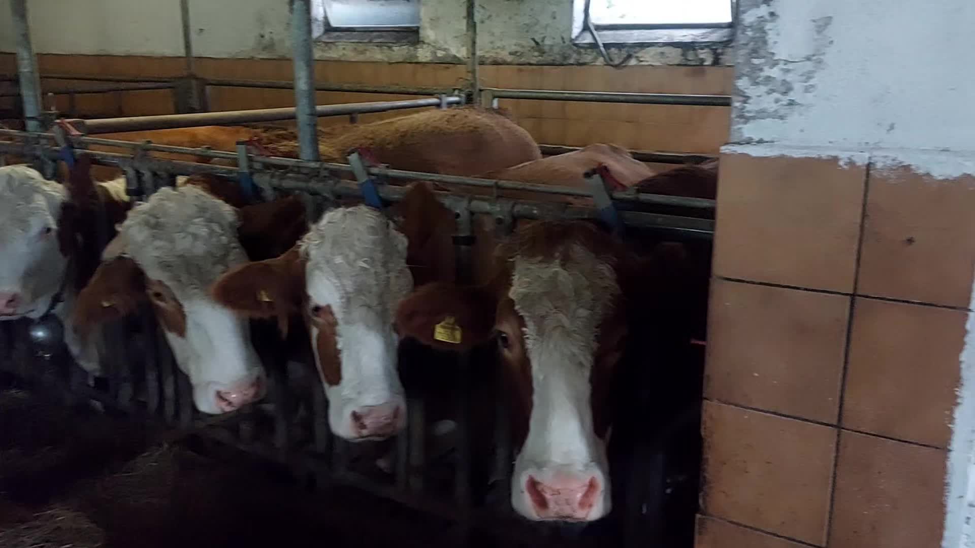 @landwirt_manuel