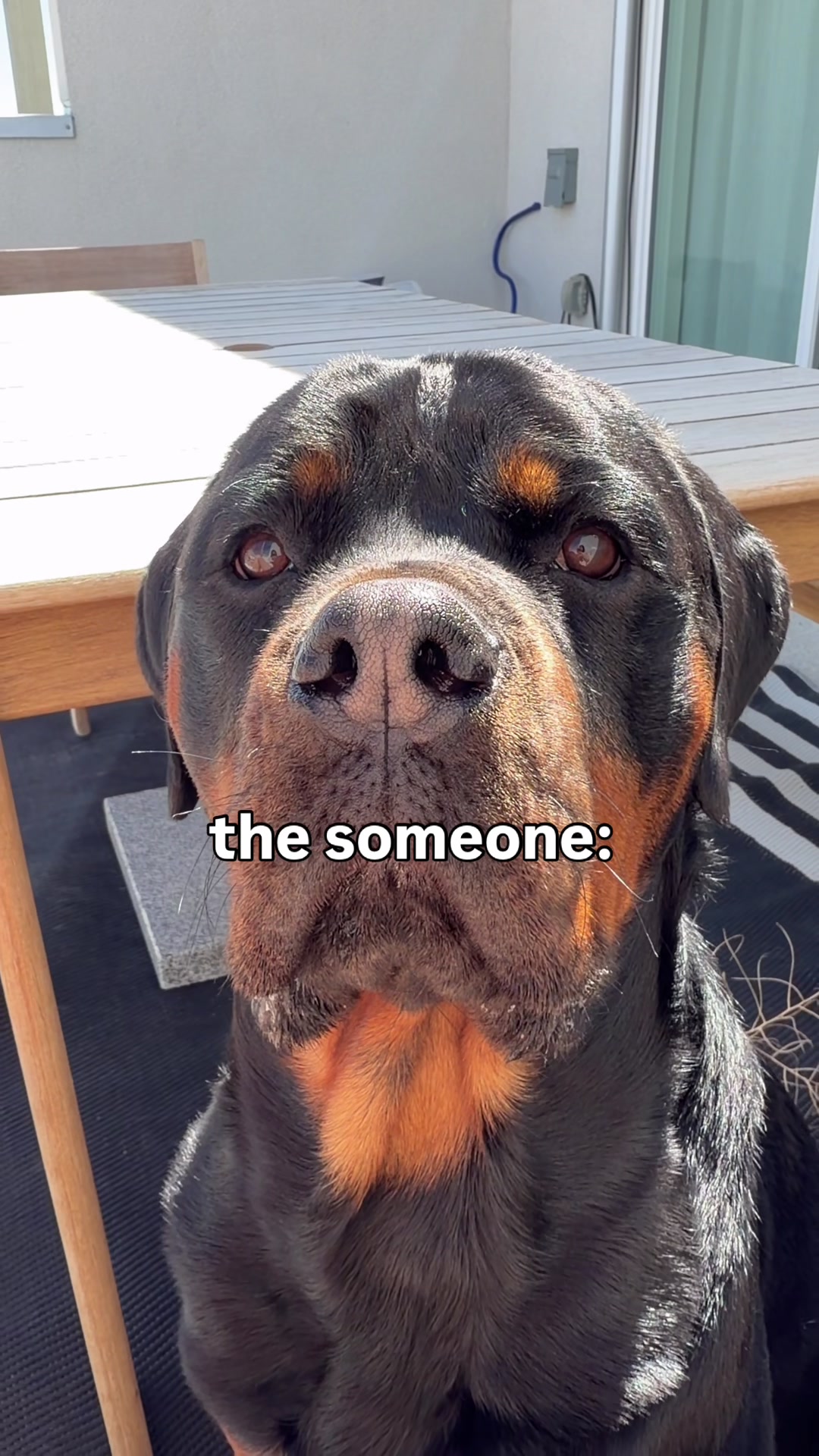 @Rex the Rottweiler