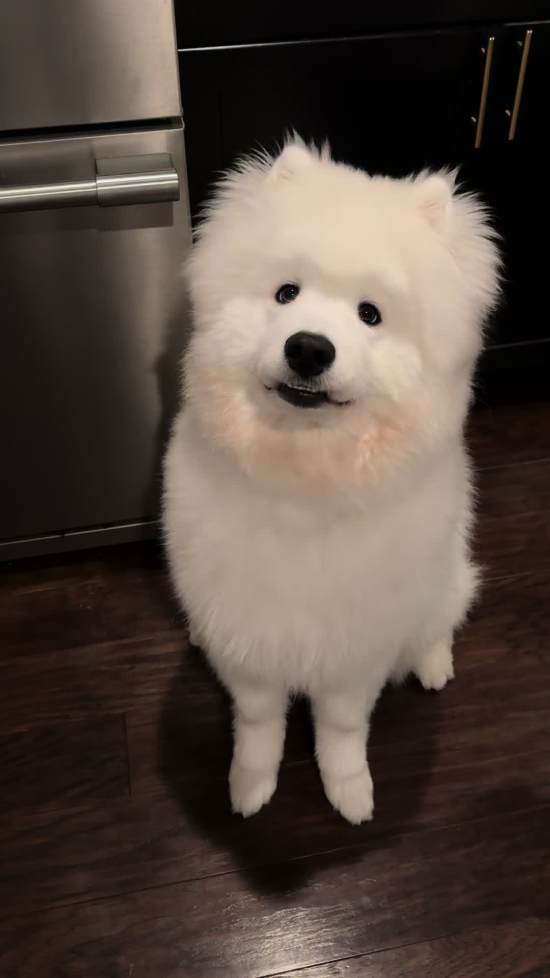 @Mishka the Samoyed