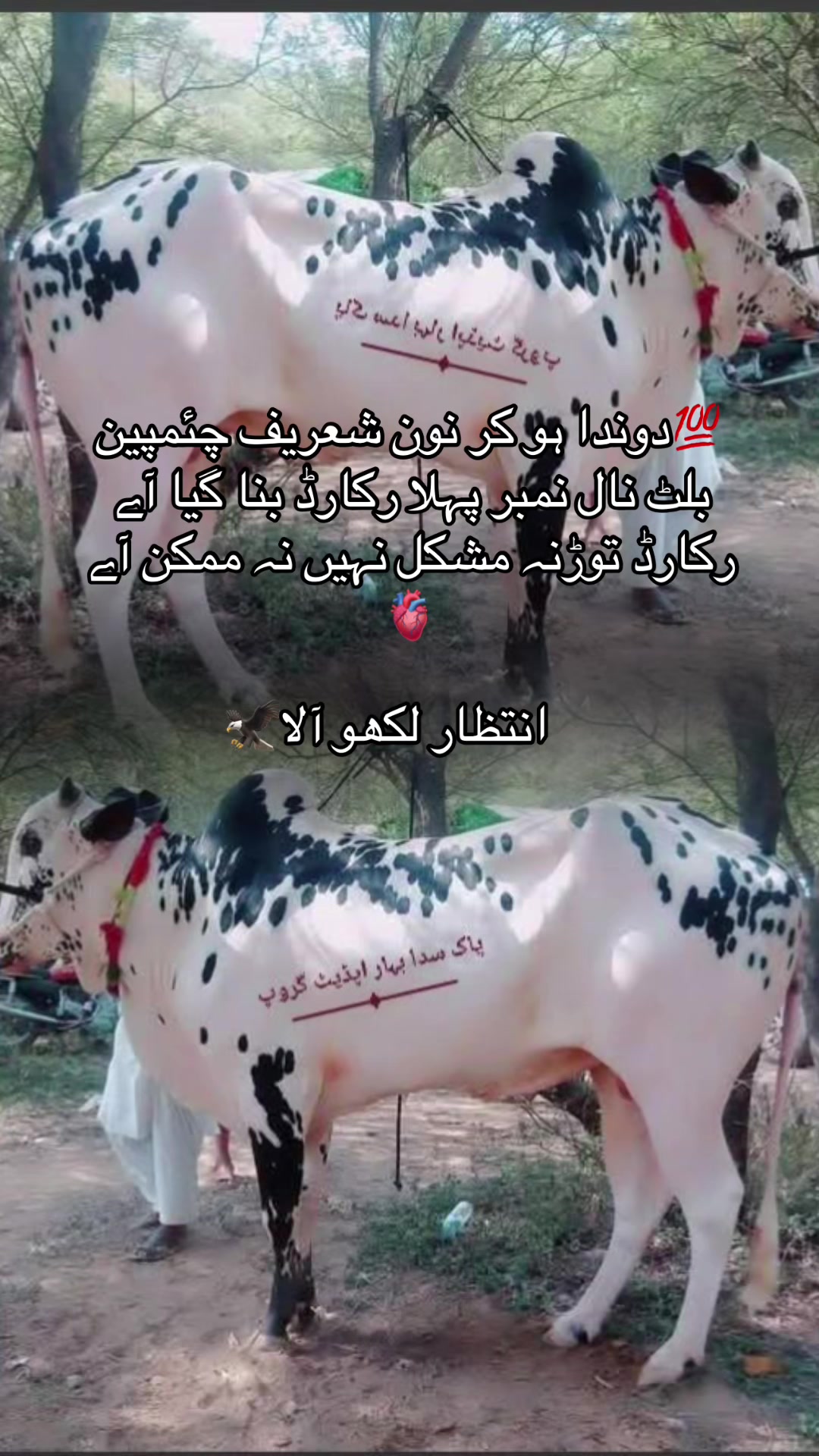 @👑💫پوٹھوہار داندی گروپ⚡️👑