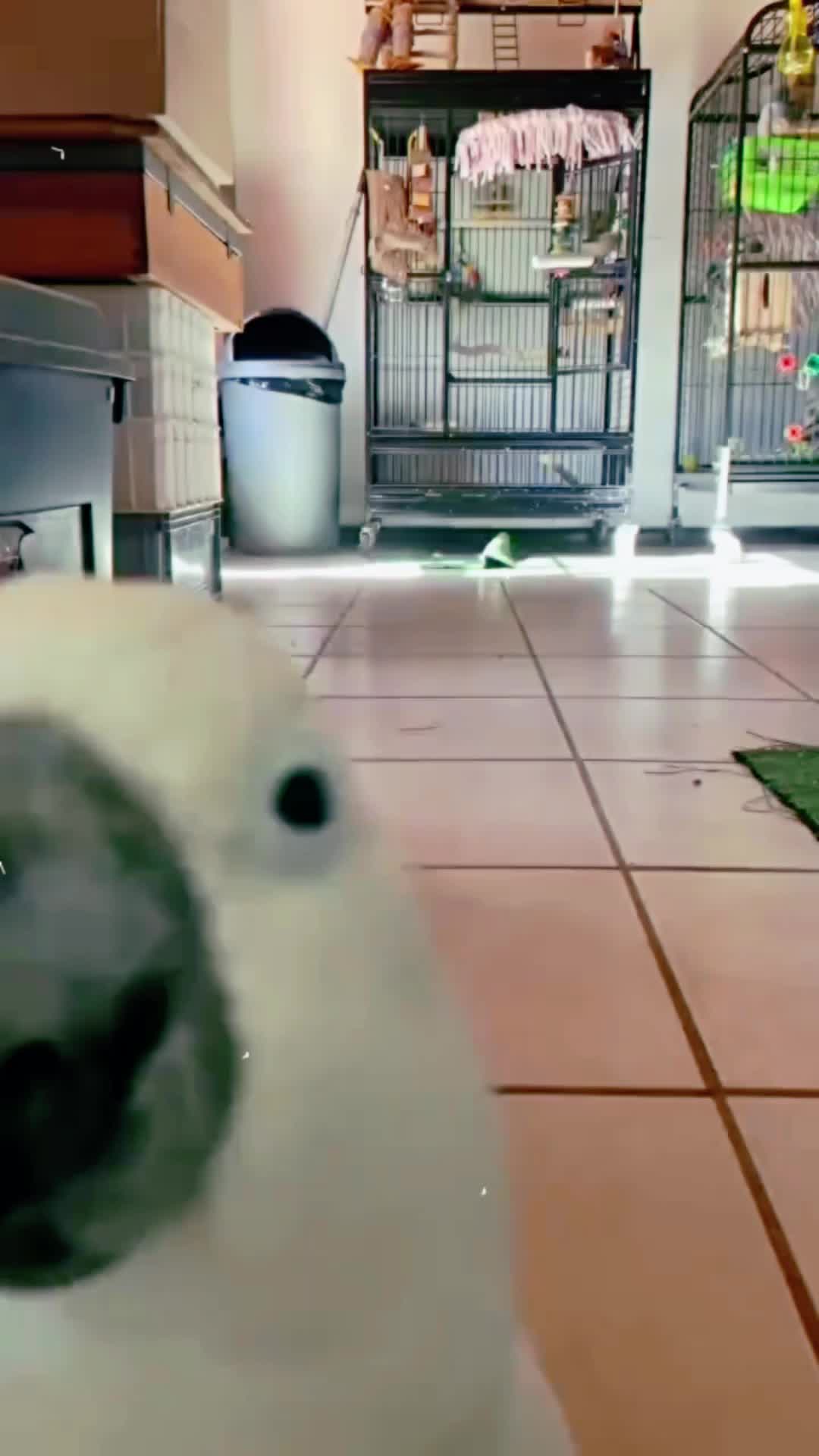 @Cute little pet 💕