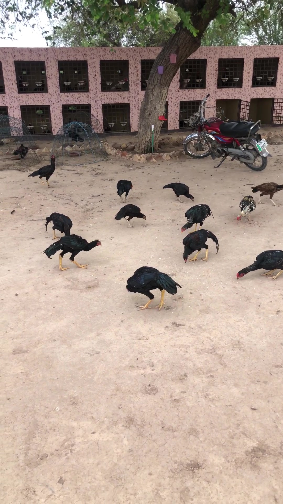 @Poultry Markaz