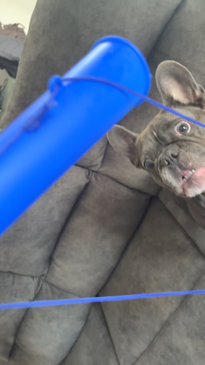 @Gizmo the frenchie & my humans