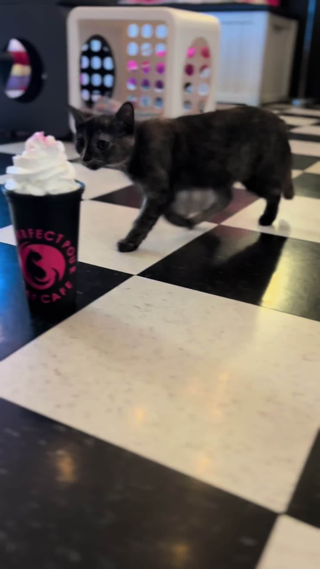 @The Purrfect Pour Cat Cafe