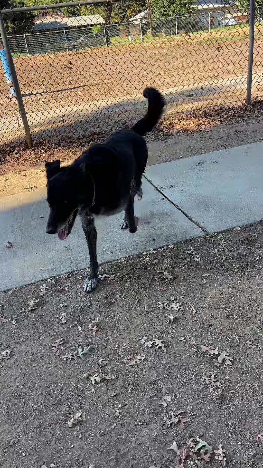 @preampetcare