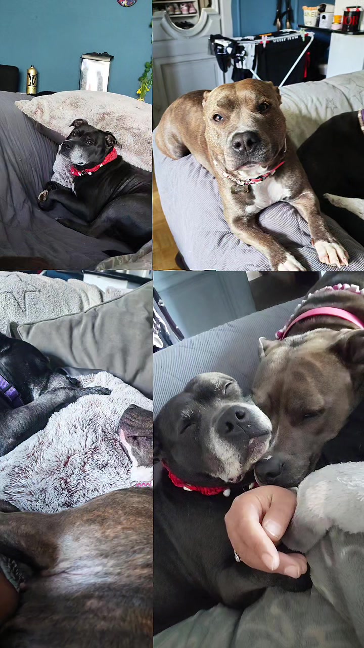 @Saphirlastaffy