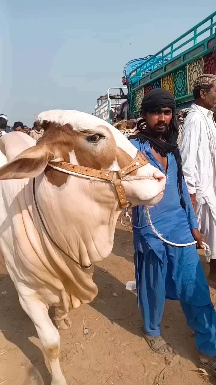 @MS Cattle Farm