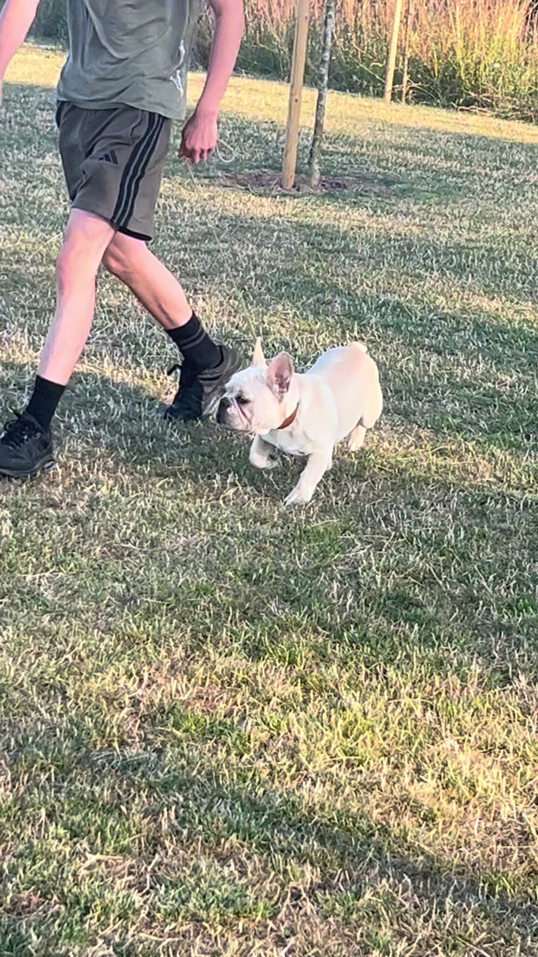 @perfectibull_uk