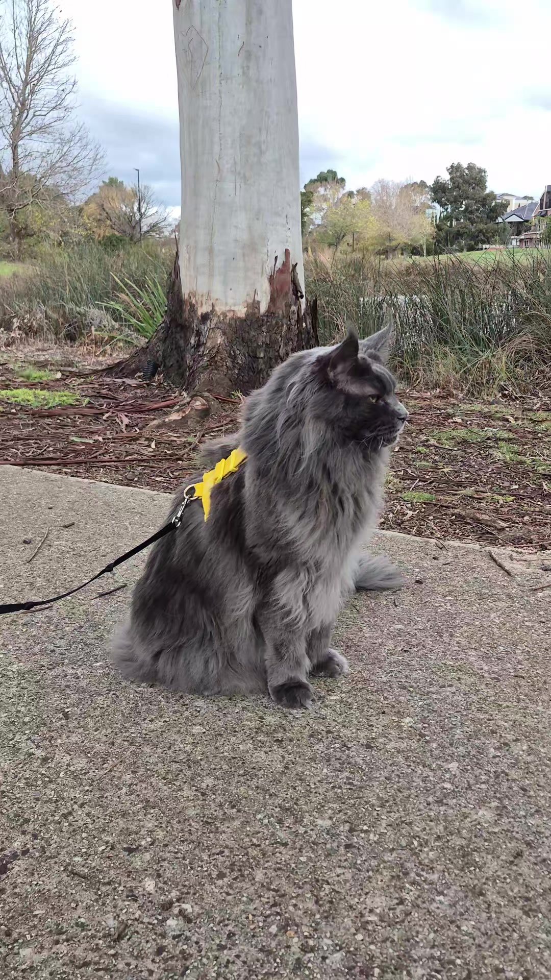 @Ragnar the Maine Coon 🐈