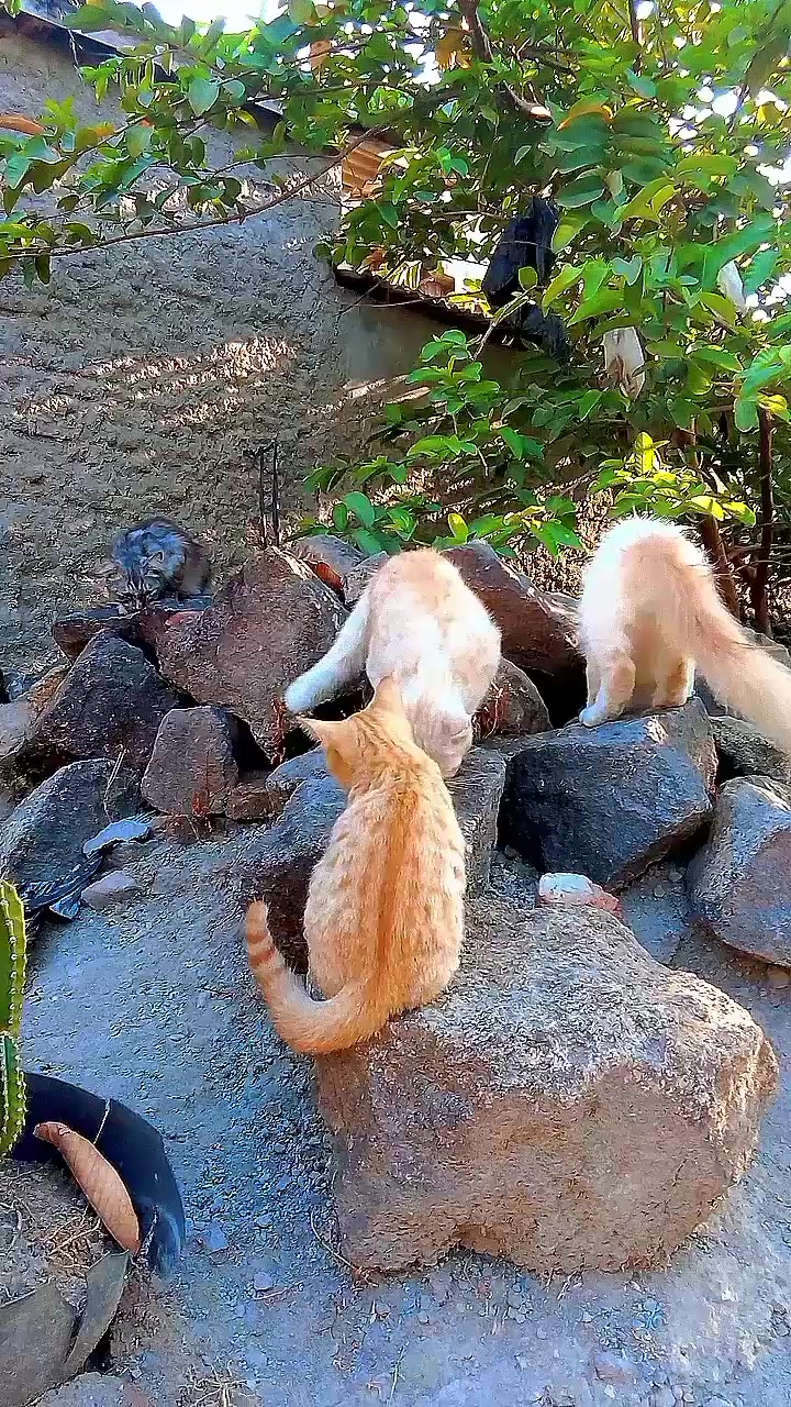 @Biru Cat's Family