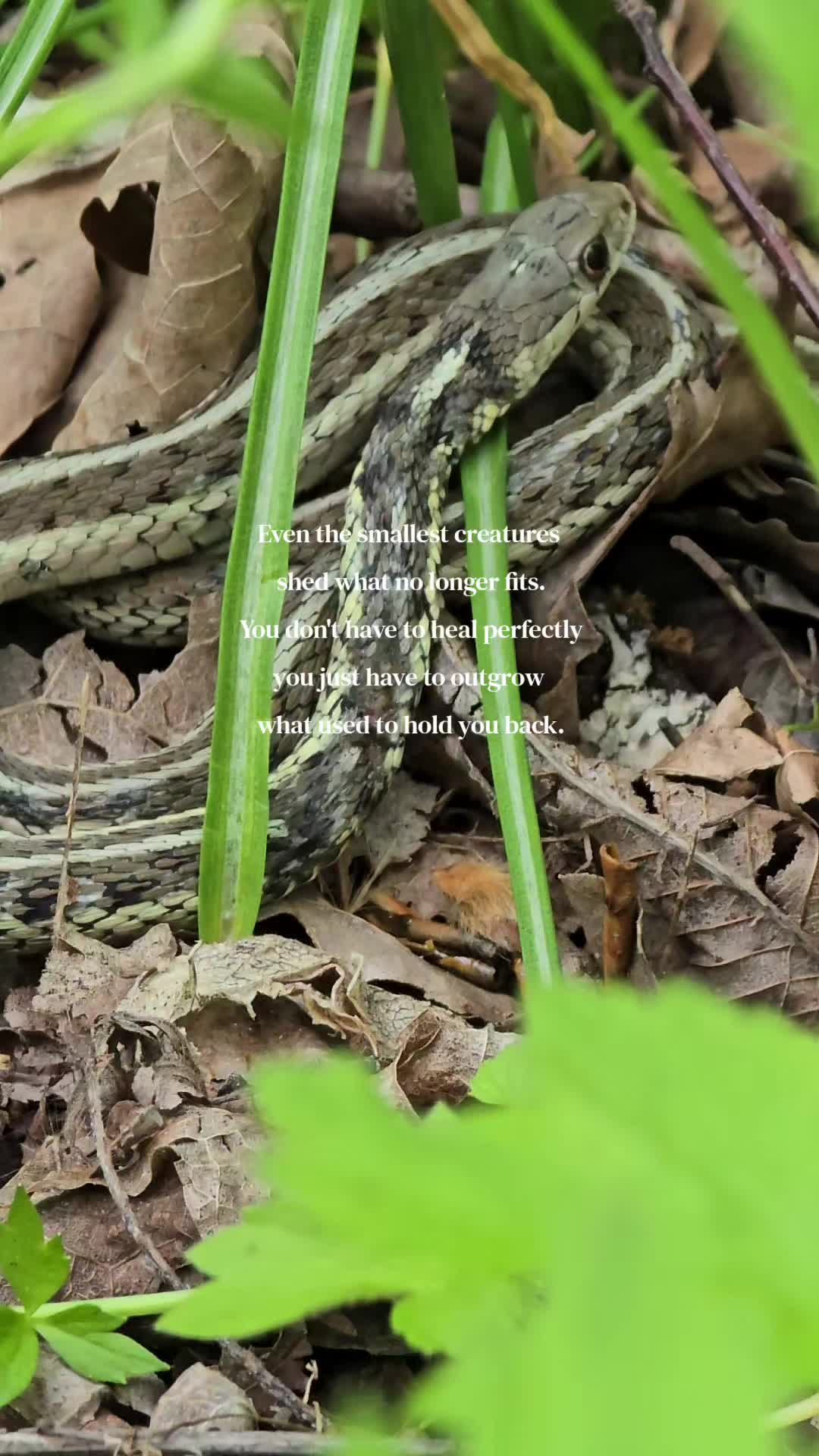 @amber83eternalroot