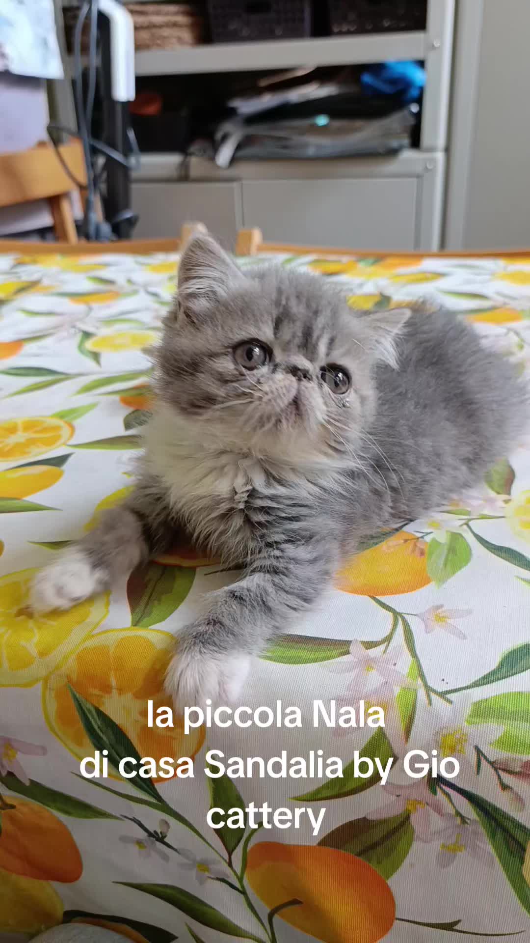 @Giovanni Petta